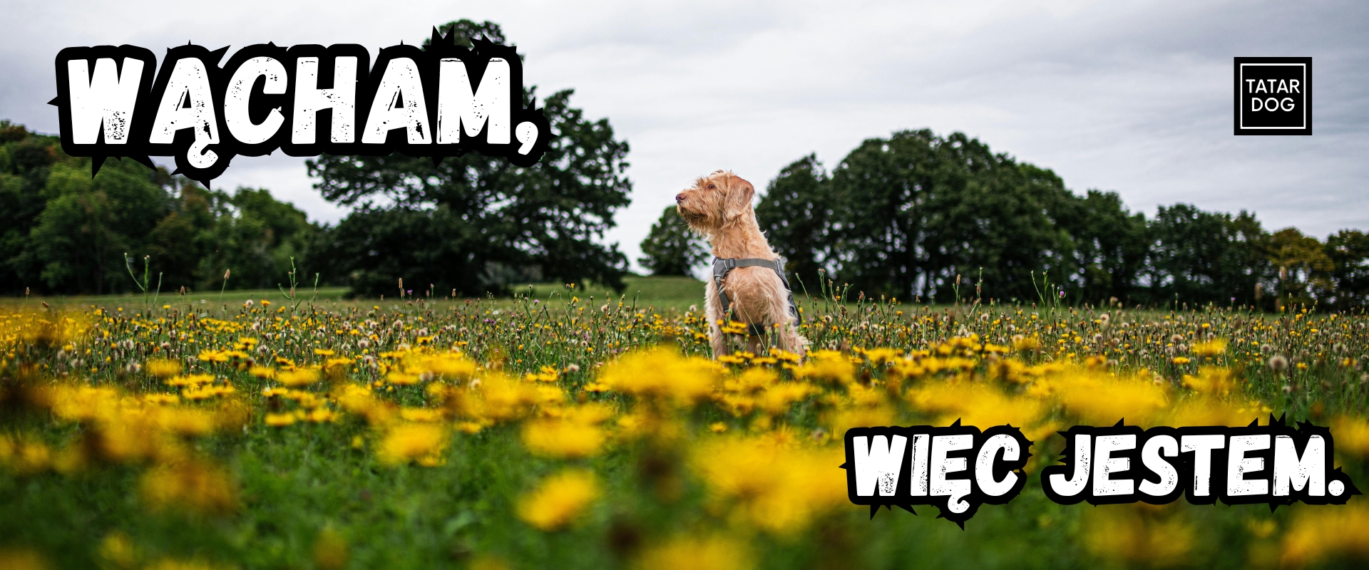 Najlepsze pomysły na wyciszenie psa w domu od TATAR DOG